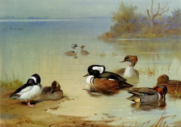 Buffel Headed Duck American Green Winged Teal And Hooded Merganser Archibald Thorburn bird Oil Paintings